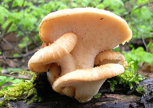 2005 :  Un anno di funghi